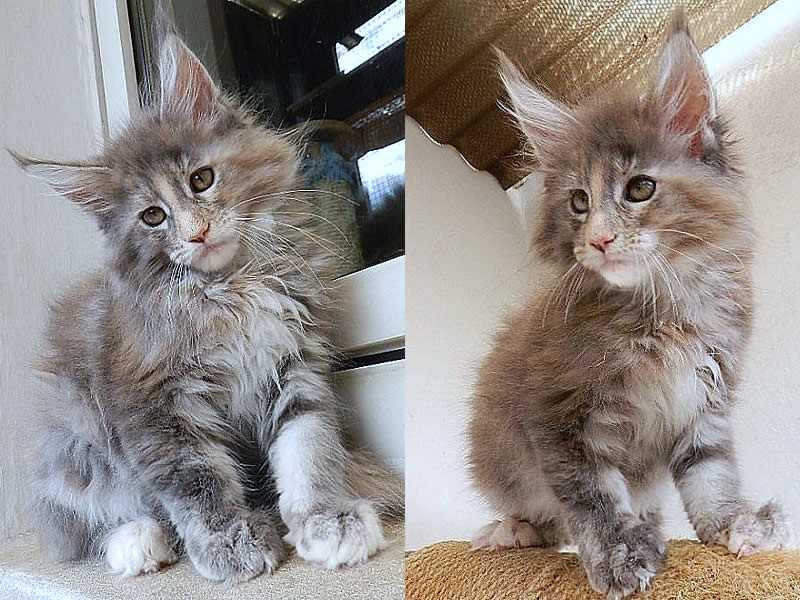 Nelly 10 Wochen alt Nelly 10 Wochen alt