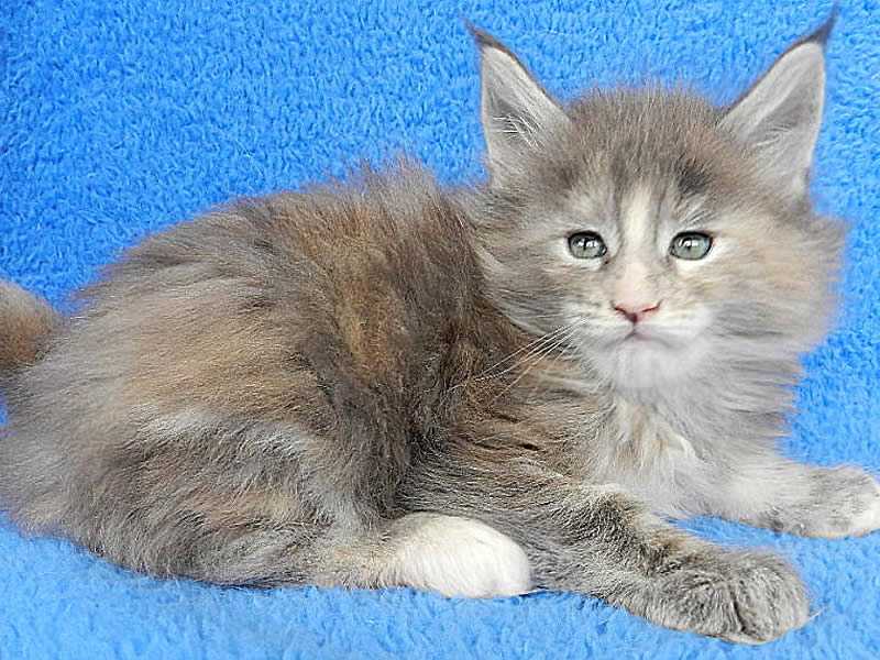 Nelly 6 Wochen alt Nelly 6 Wochen alt