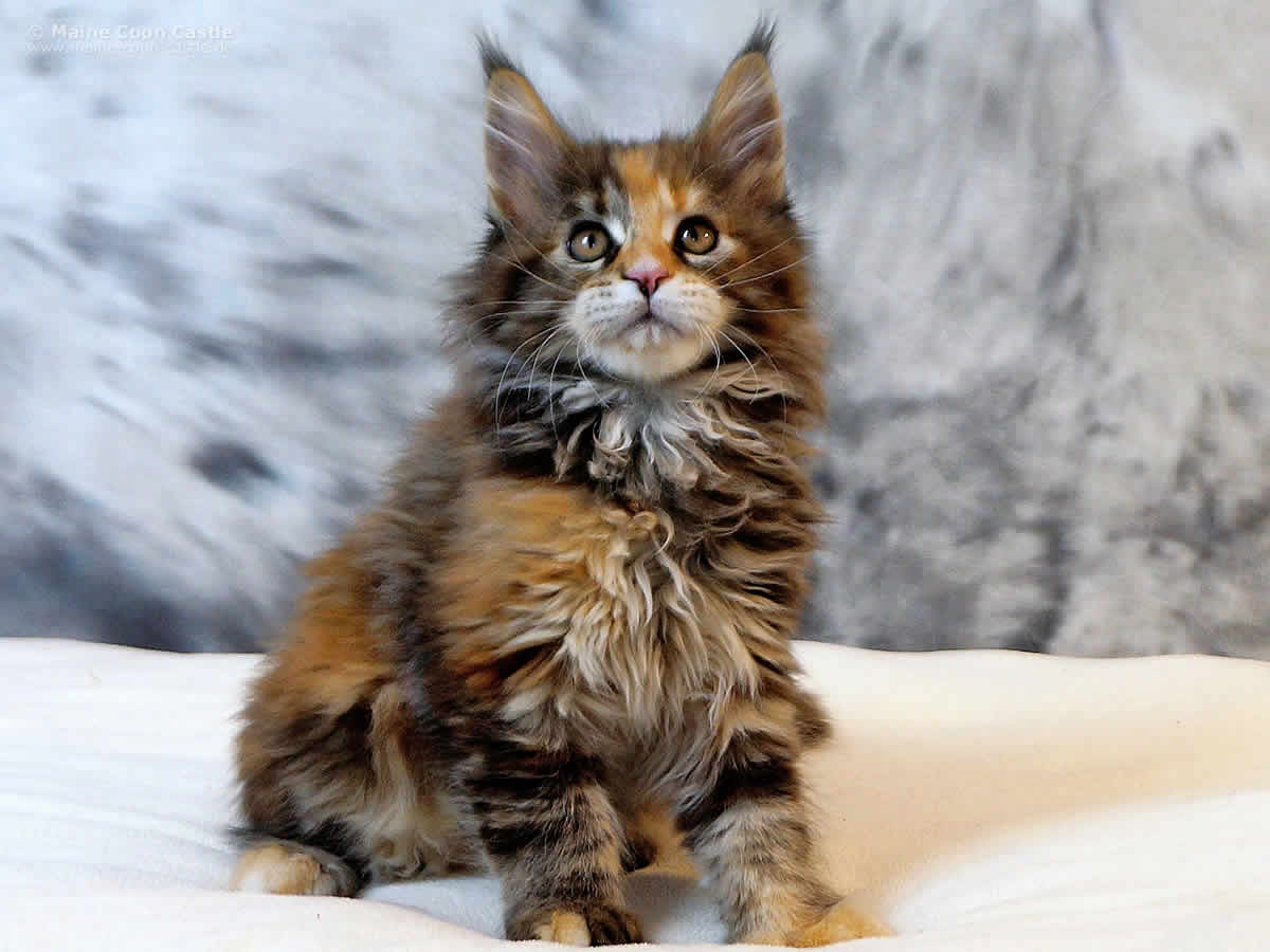 Peggy 11 Wochen Peggy 11 Wochen