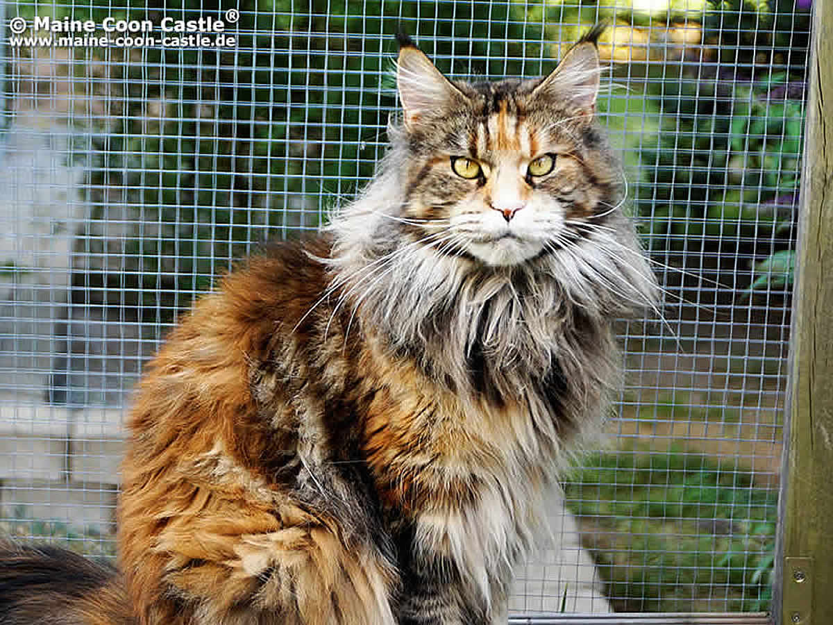 Peggy of Maine Coon Castle