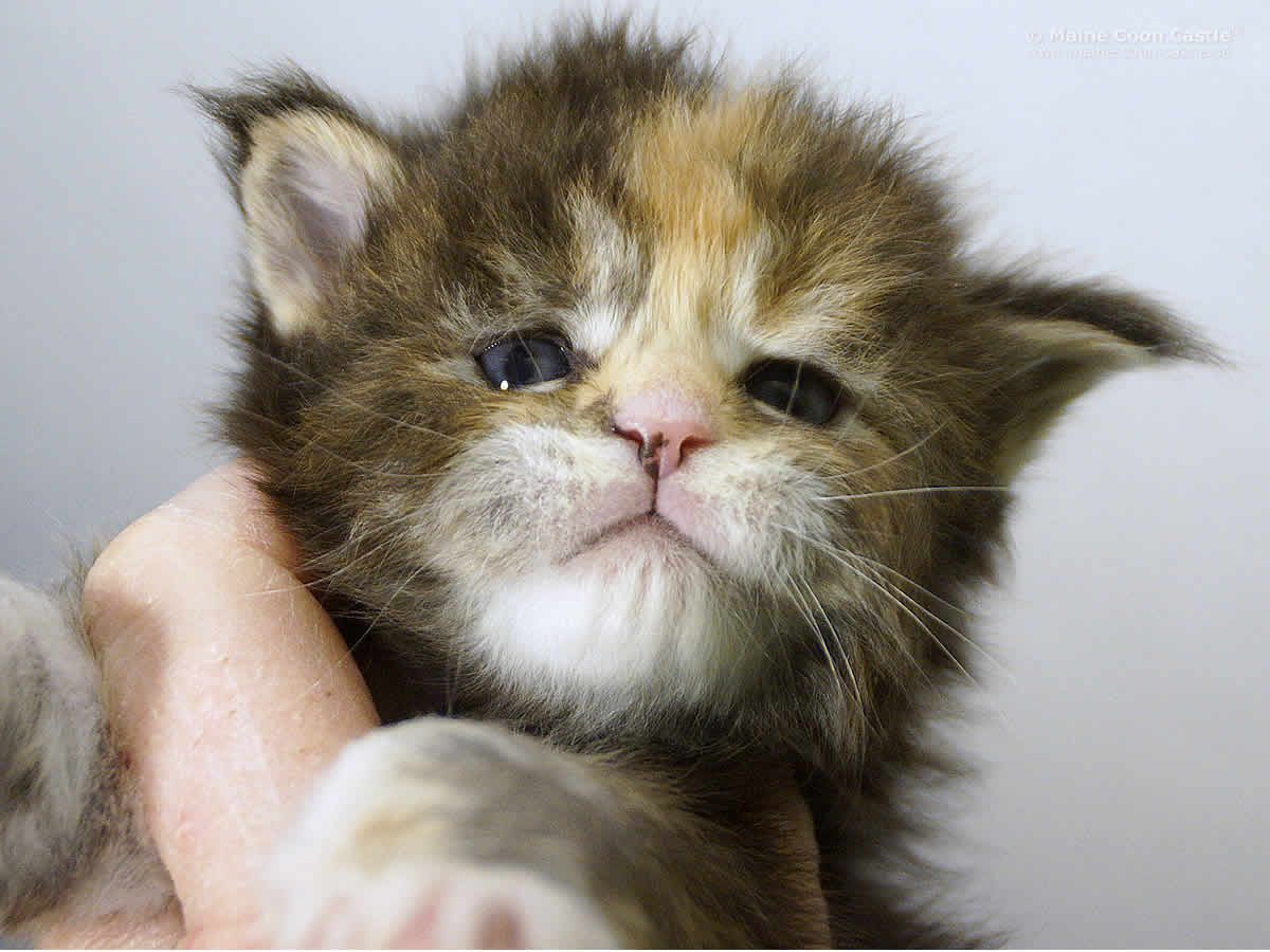 Peggy 3 Wochen Peggy 3 Wochen