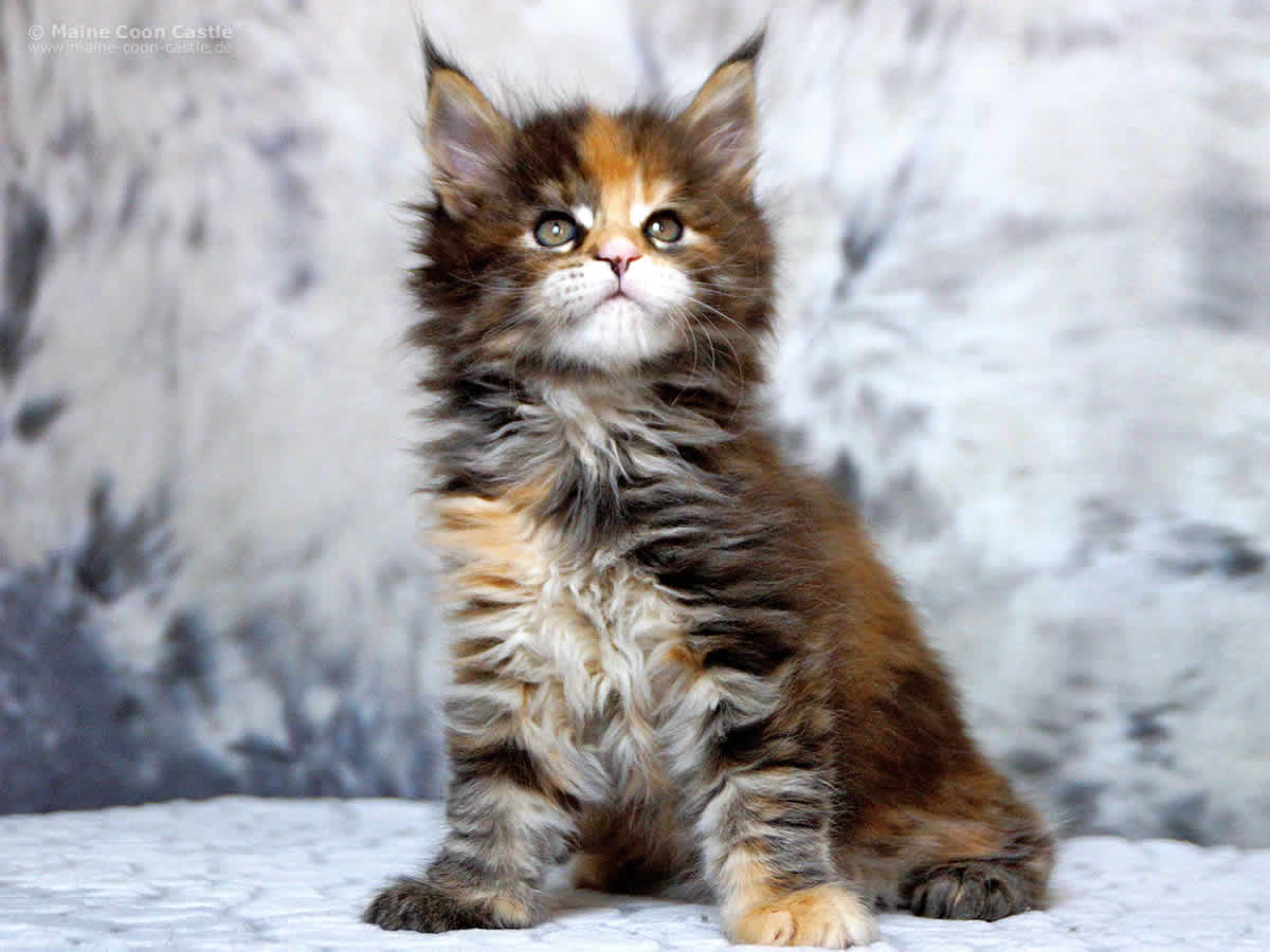 Peggy 7 Wochen Peggy 7 Wochen