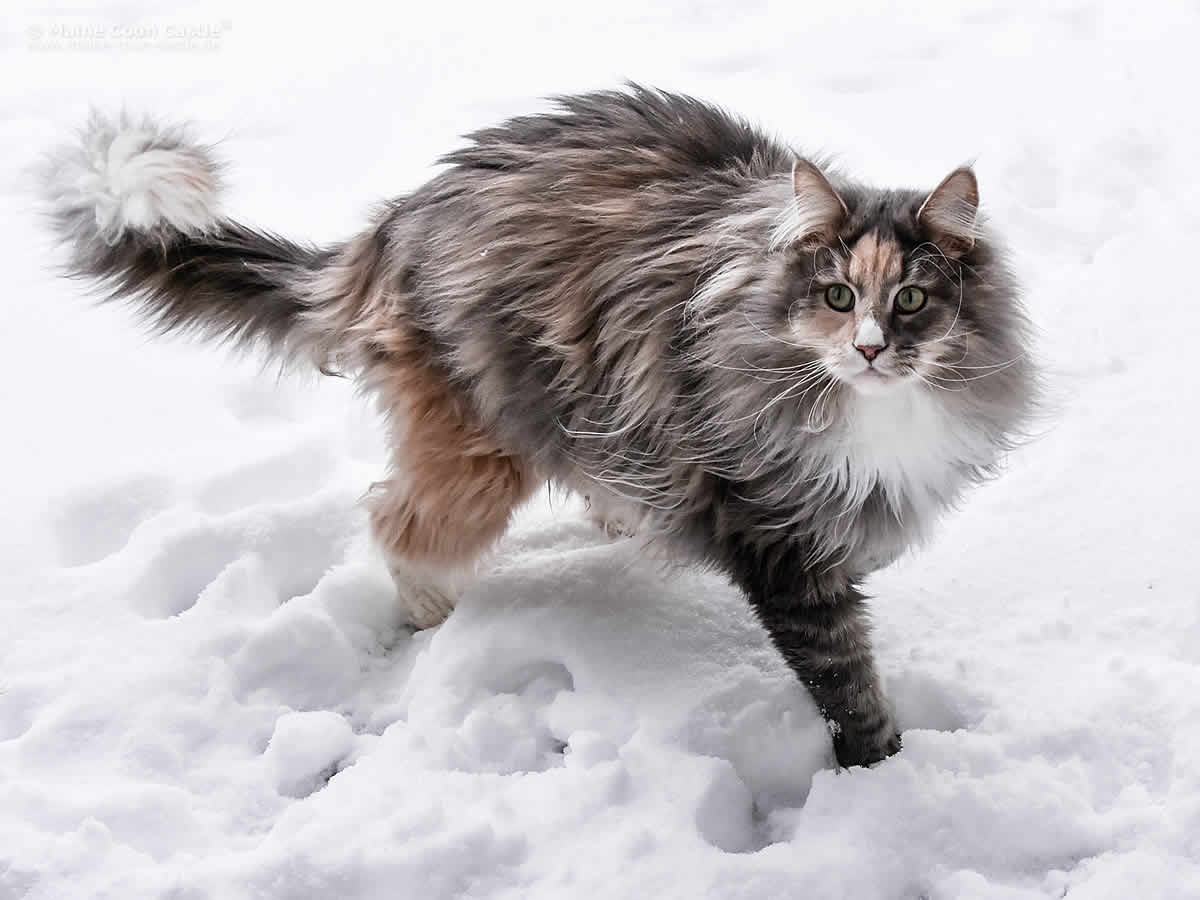 Ronny 1 Jahr 5 Monate Ronny 1 Jahr 5 Monate