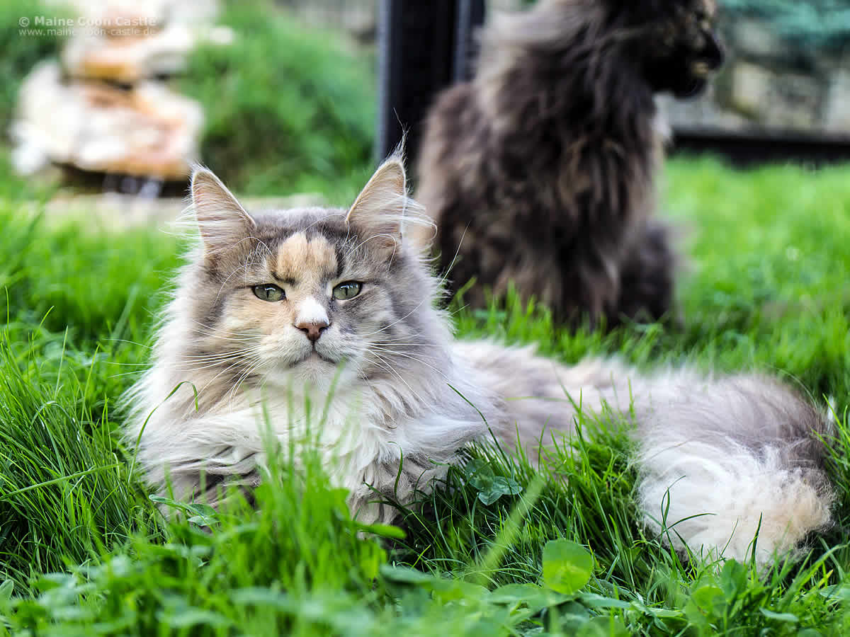 Mainefield’s Ronny 1 Jahr Ronny 1 Jahr