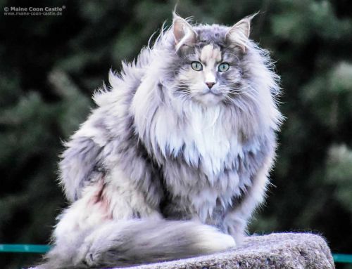 Mainefield’s Ronny