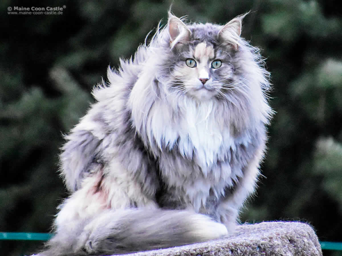 Mainefield’s Ronny