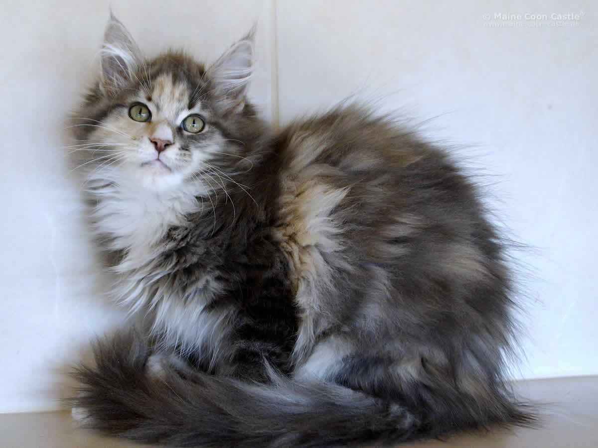 Ronny 3,5 Monate Ronny 3 5 Monate