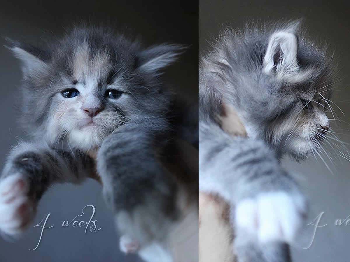 Mainefield’s Ronny 4 Wochen Ronny 4 Wochen