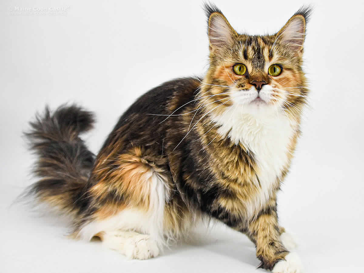 Maine Coon Kastratin Wilma