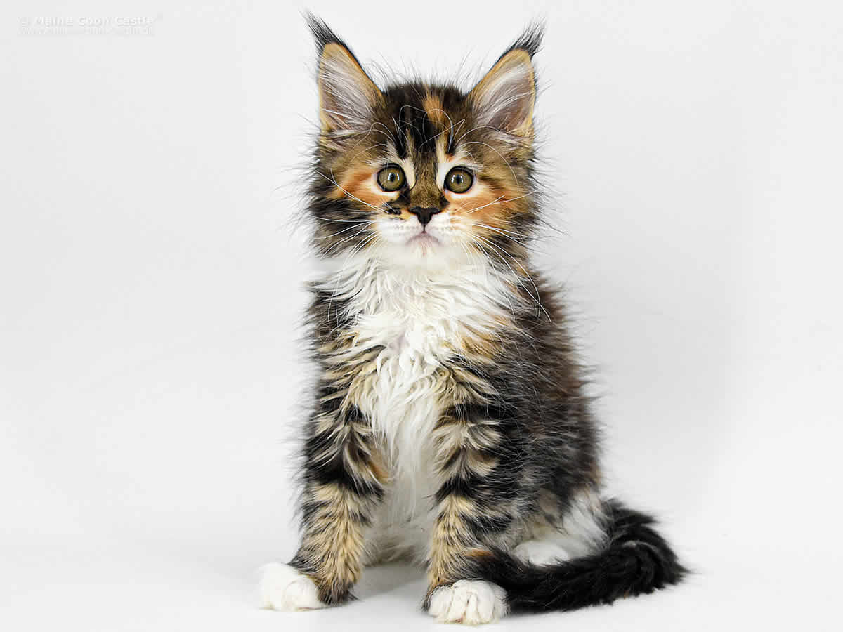 Wilma 10 Wochen Alt Wilma 10 Wochen Alt