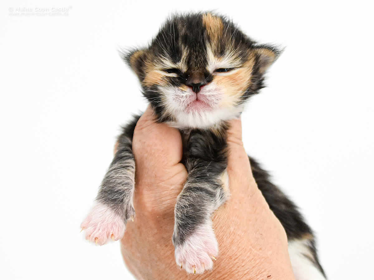 Wilma 2 Wochen Alt Wilma 2 Wochen Alt