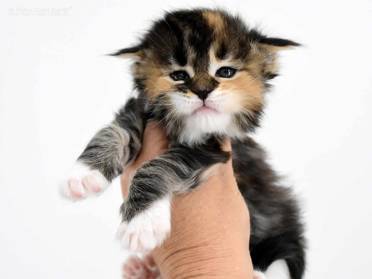 Wilma 4 Wochen Alt Wilma 4 Wochen Alt