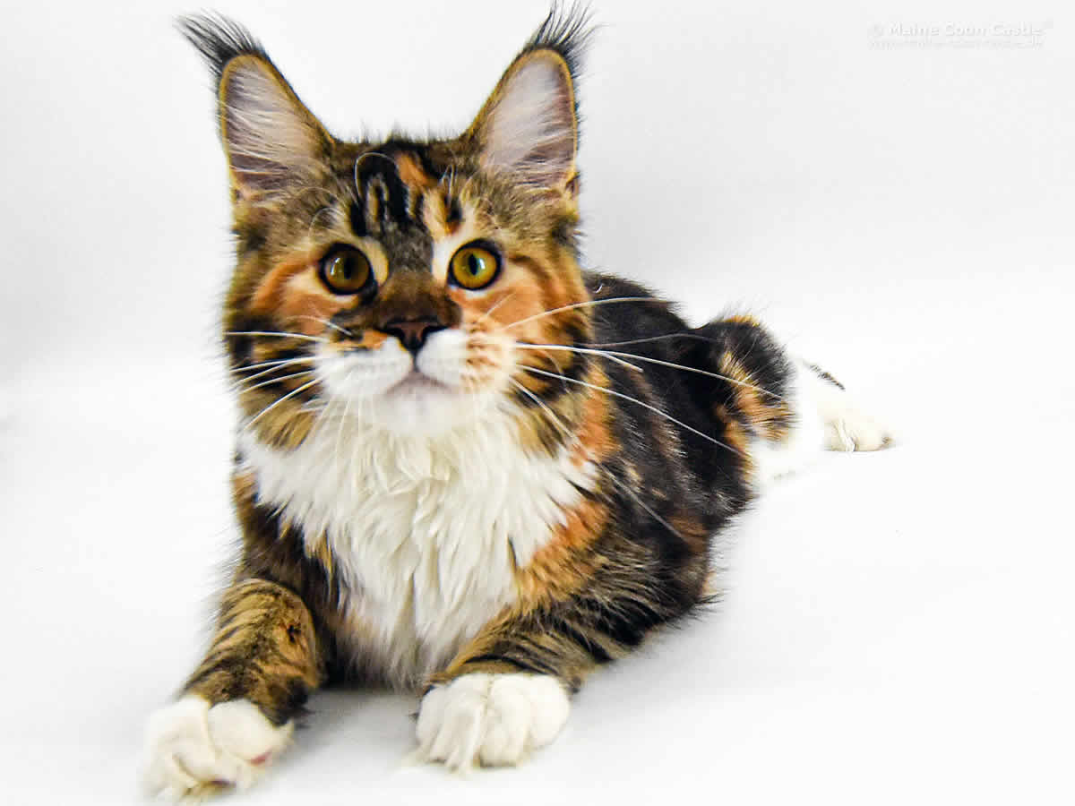 Wilma 7 Monate Alt Wilma 7 Monate Alt