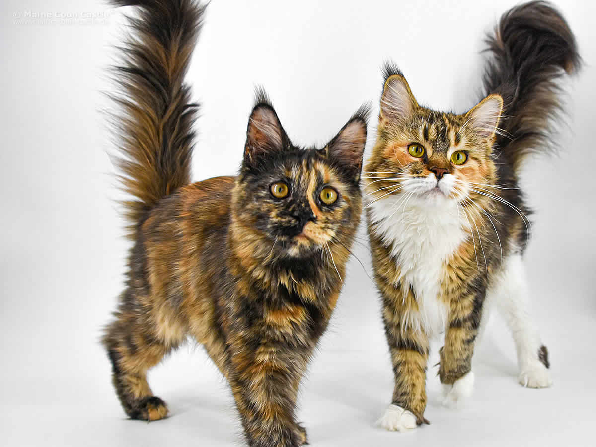 Wilma Und Tochter Jutta Wilma Und Tochter Jutta