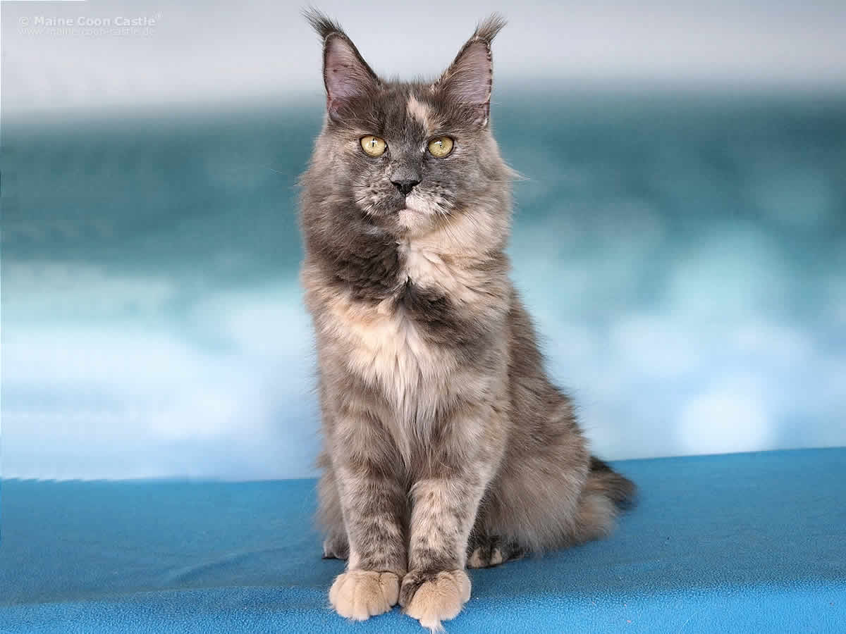 Yoko of Maine Coon Castle