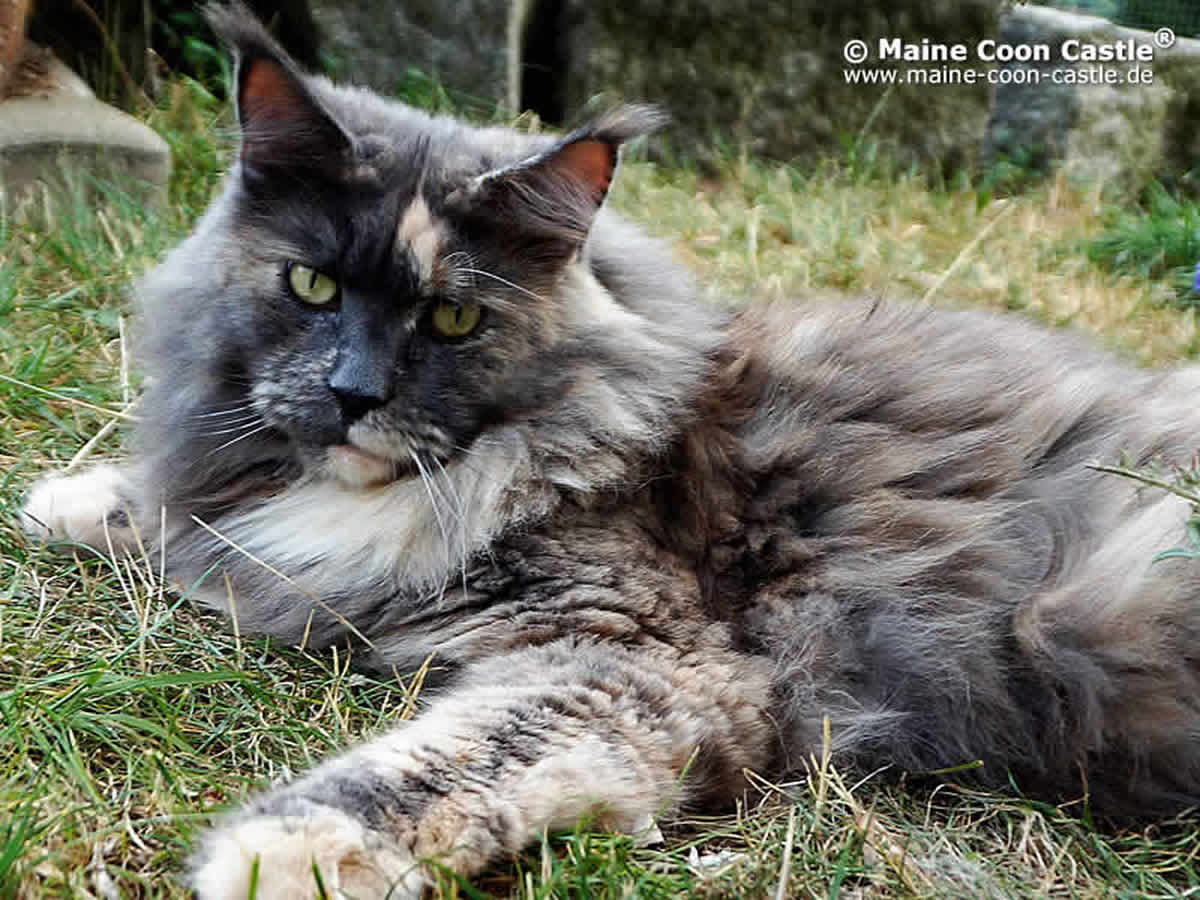 Yoko 2 Jahre 9 Monate Yoko 2 Jahre 9 Monate