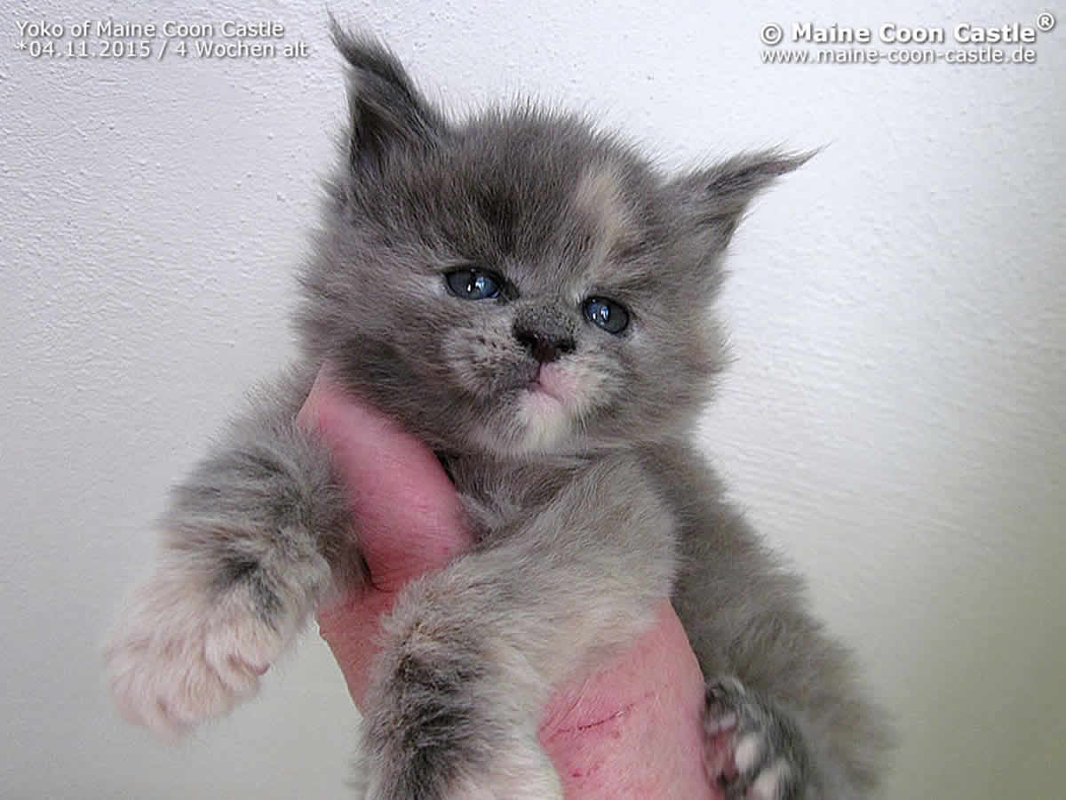 Yoko 4 Wochen Yoko 4 Wochen