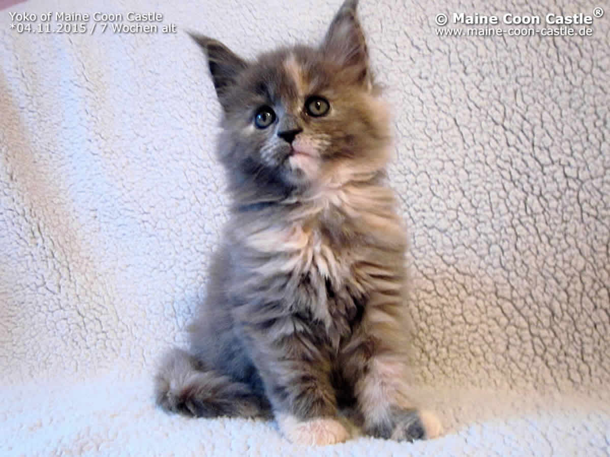 Yoko 7 Wochen Yoko 7 Wochen