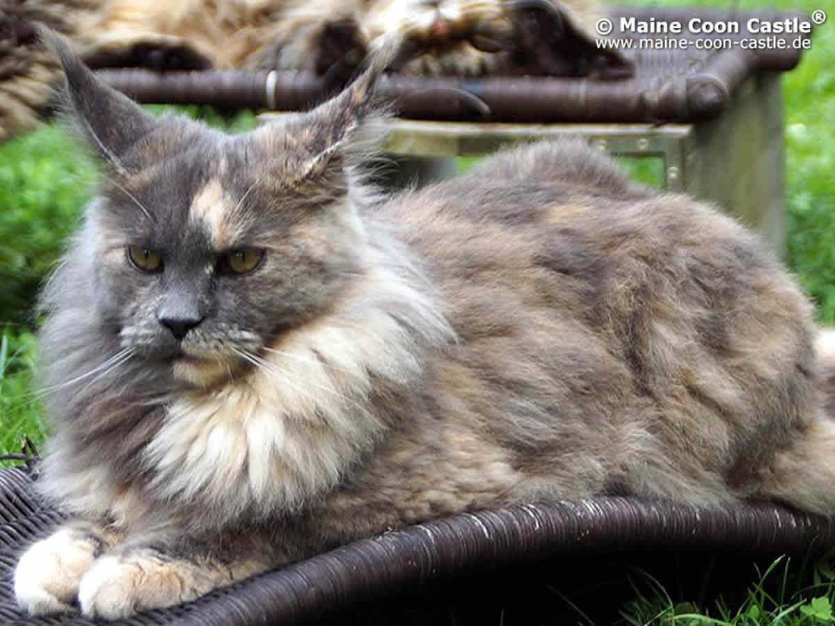 Yoko 8 Monate Yoko 8 Monate