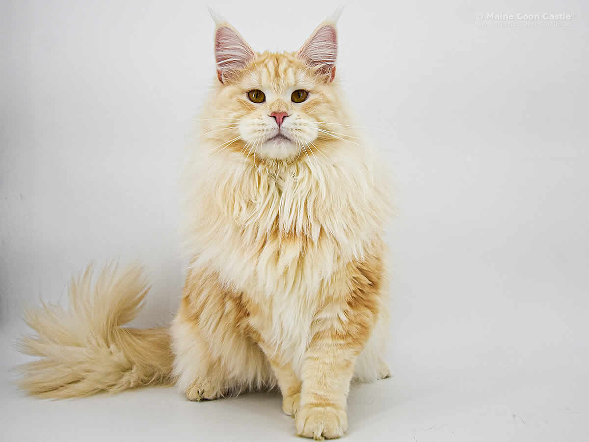 XXL Maine Coon Kater Alex of Maine Coon Castle XXL Maine Coon Kater Alex of Maine Coon Castle