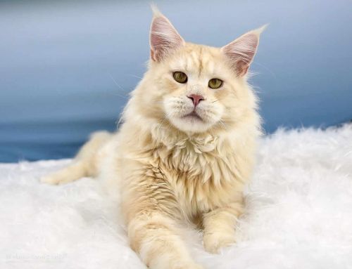 Alex of Maine Coon Castle Alex of Maine Coon Castle