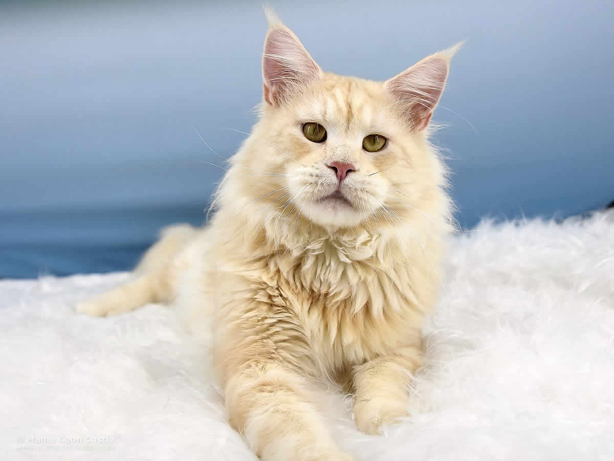 Alex of Maine Coon Castle Alex of Maine Coon Castle