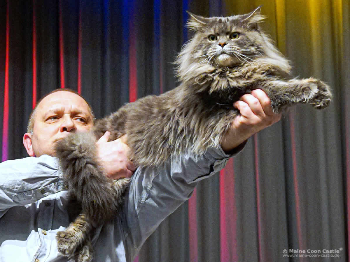 Best in Show Maine Coon – Buddy of Maine Coon Castle am 04.02.2017 in Werdau Best in Show Maine Coon - Buddy of Maine Coon Castle am 04.02.2017 in Werdau