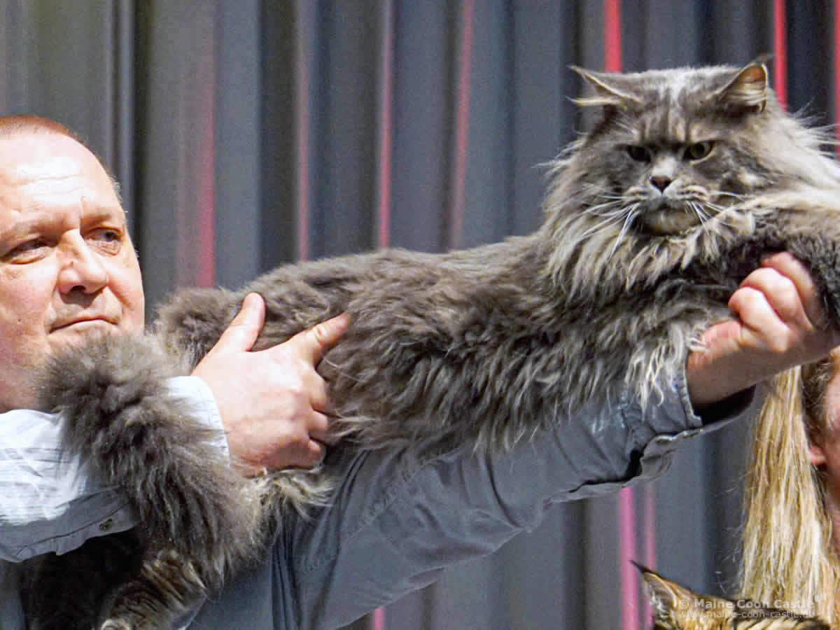 Best of Best Maine Coon – Buddy of Maine Coon Castle am 04.02.2017 in Werdau Best of Best Maine Coon - Buddy of Maine Coon Castle am 04.02.2017 in Werdau