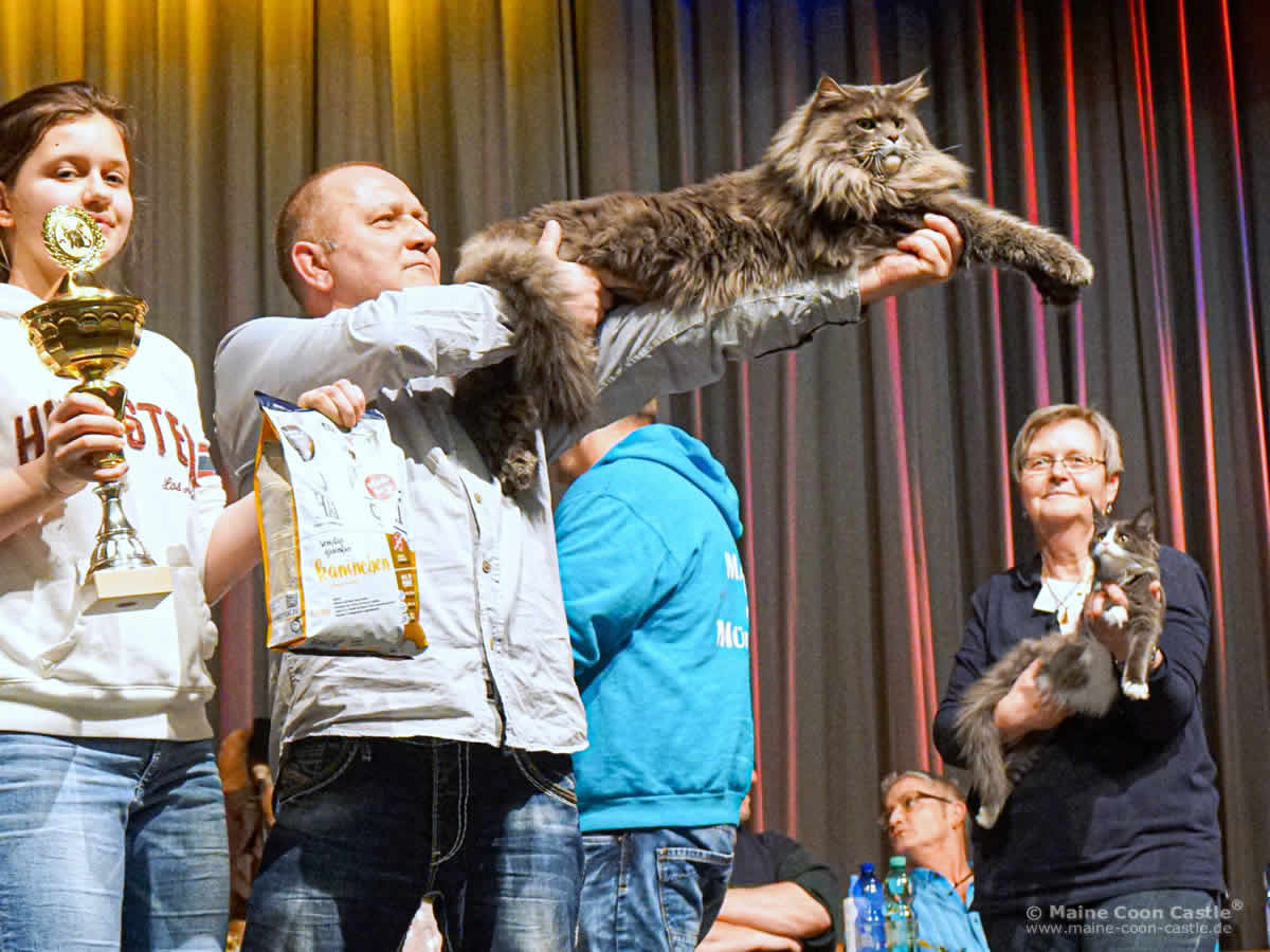 1. Platz Maine Coon Sondershow – Buddy am 04.02.2017 in Werdau 1. Platz Maine Coon Sondershow - Buddy of Maine Coon Castle am 04.02.2017 in Werdau