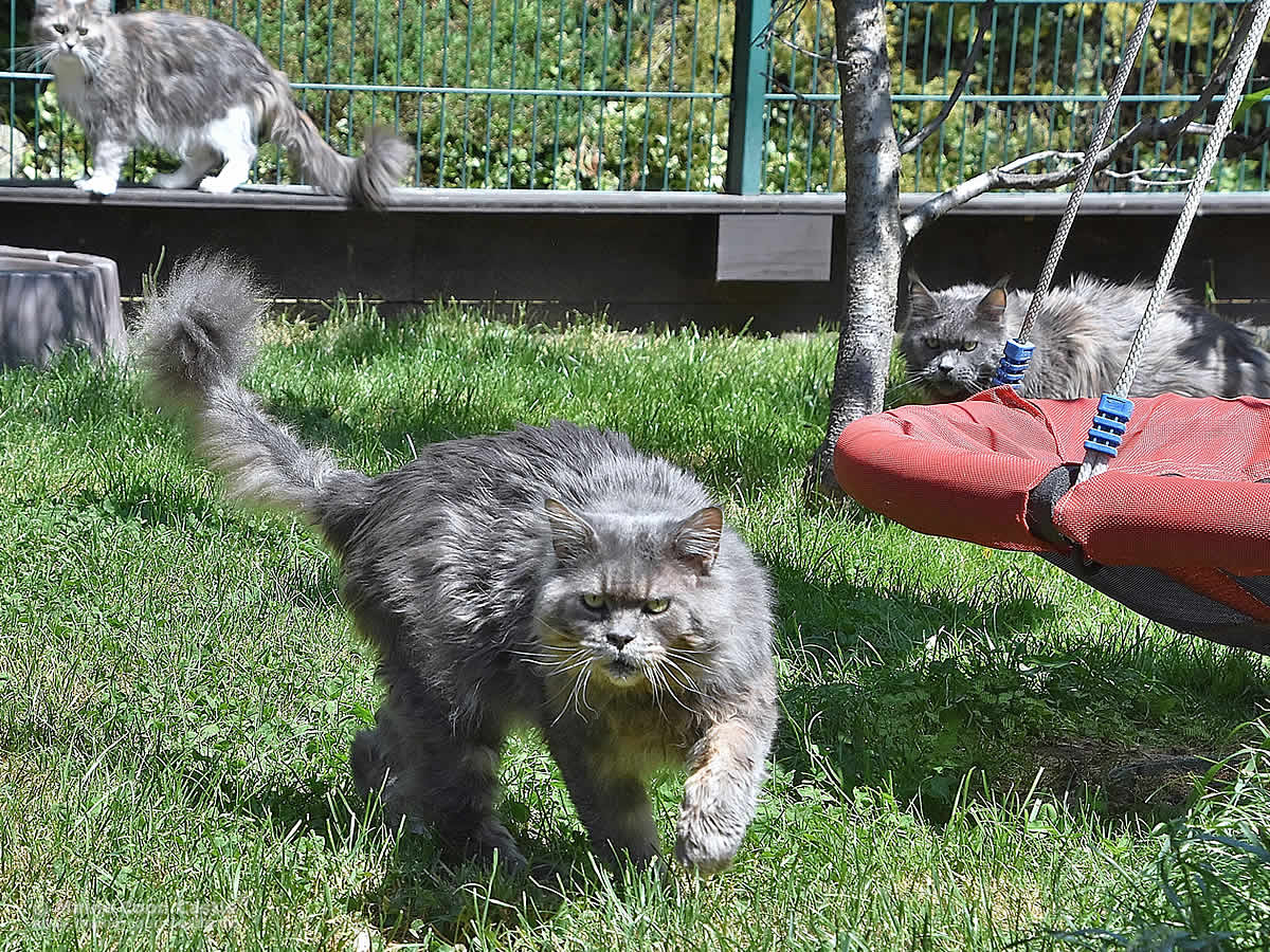 Buddy der Frauenversteher ist zurück Maine Coon Kater Buddy der Frauenversteher