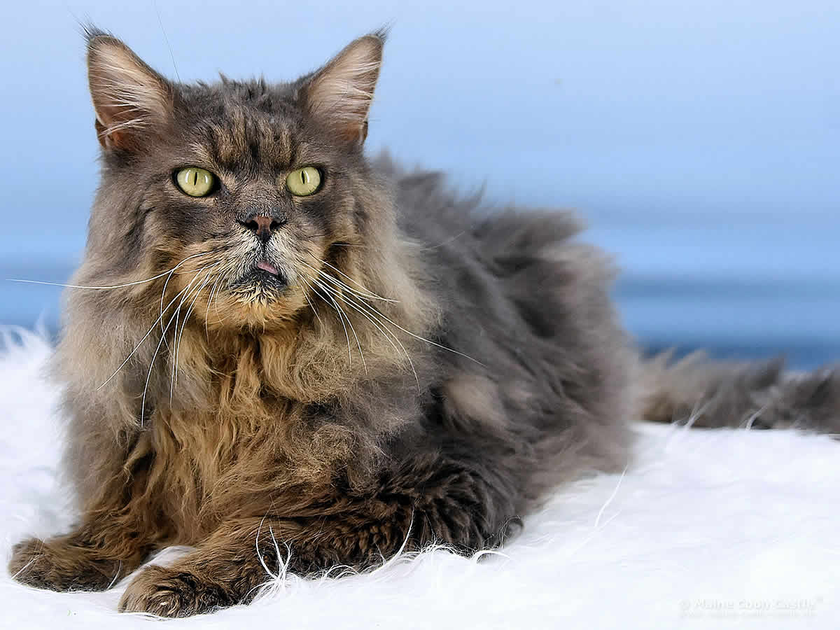 Buddy 11 Jahre alt Maine Coon Kater Buddy of Maine Coon Castle 11 Jahre alt