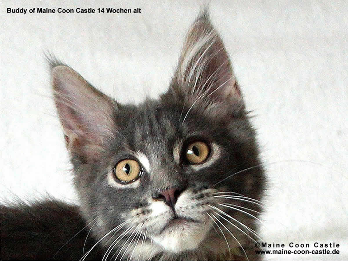 Buddy 14 Wochen alt Buddy of Maine Coon Castle 14 Wochen