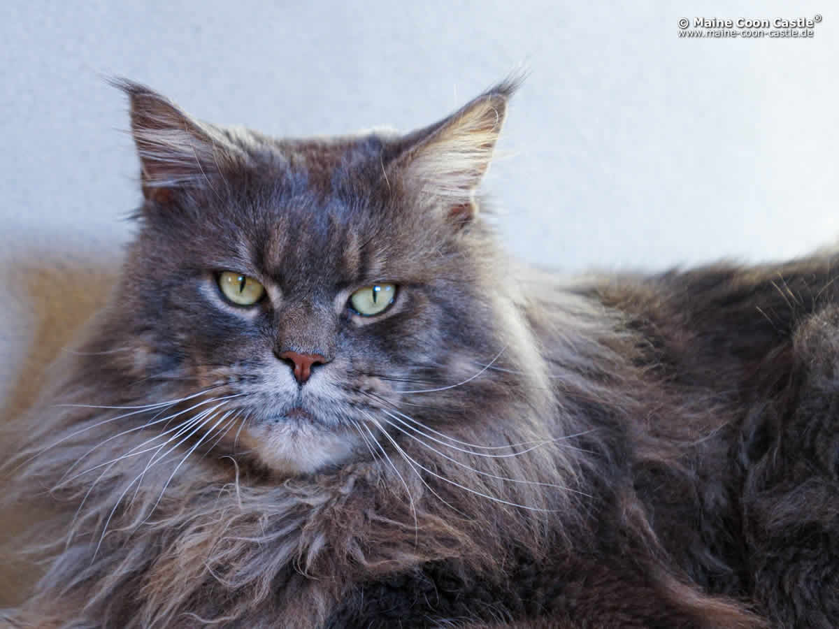 Buddy 2 Jahre 6 Monate Buddy of Maine Coon Castle 2 Jahre 6 Monate