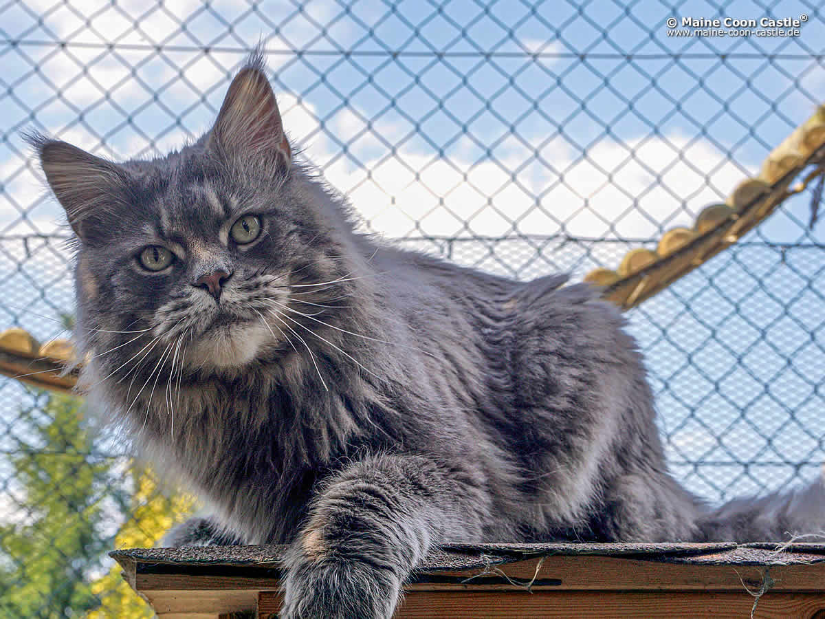 Buddy 3 Jahre 6 Monate Buddy of Maine Coon Castle 3 Jahre 6 Monate