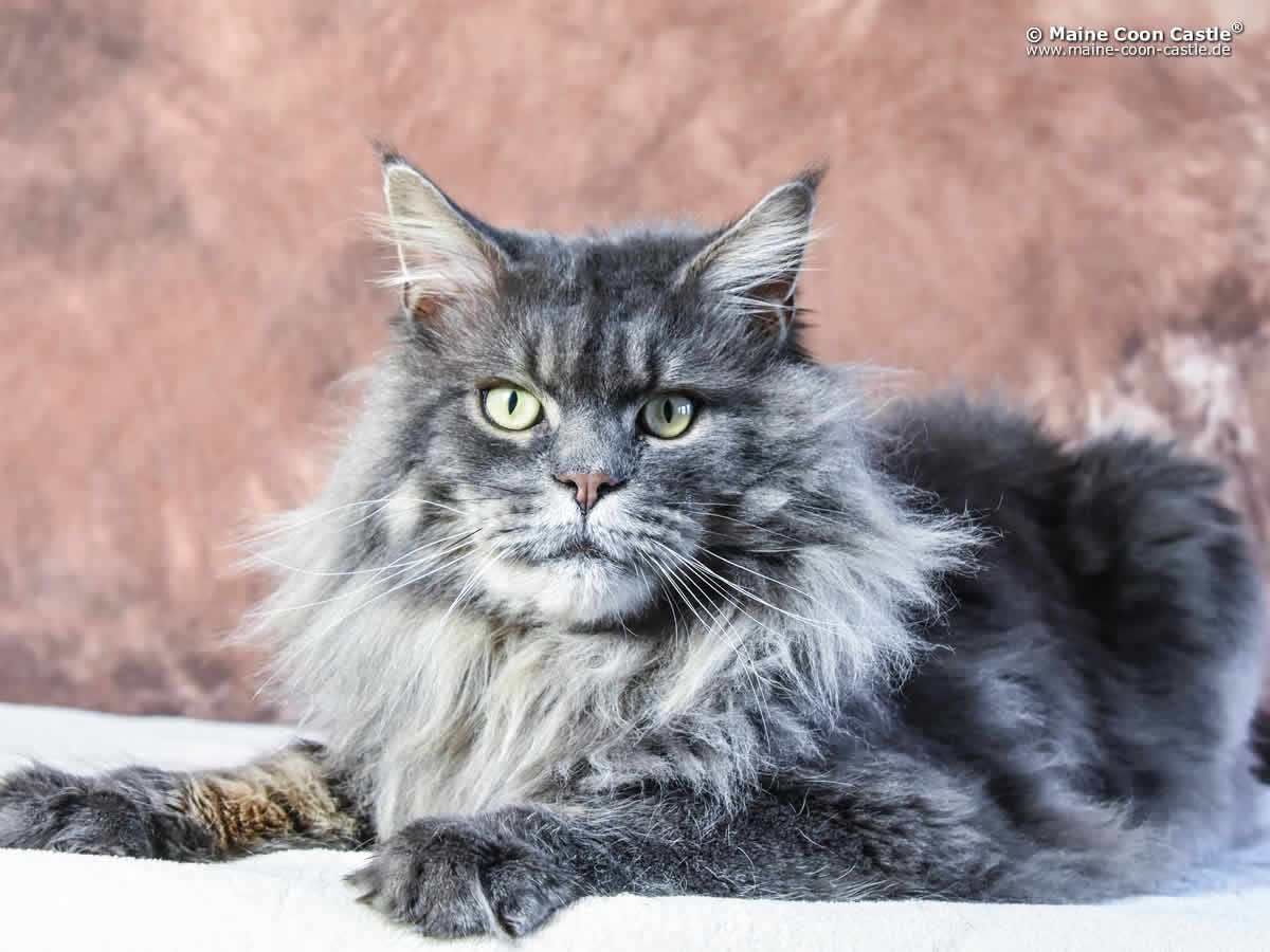 Buddy 4 Jahre 1 Monat Buddy of Maine Coon Castle 4 Jahre 1 Monat