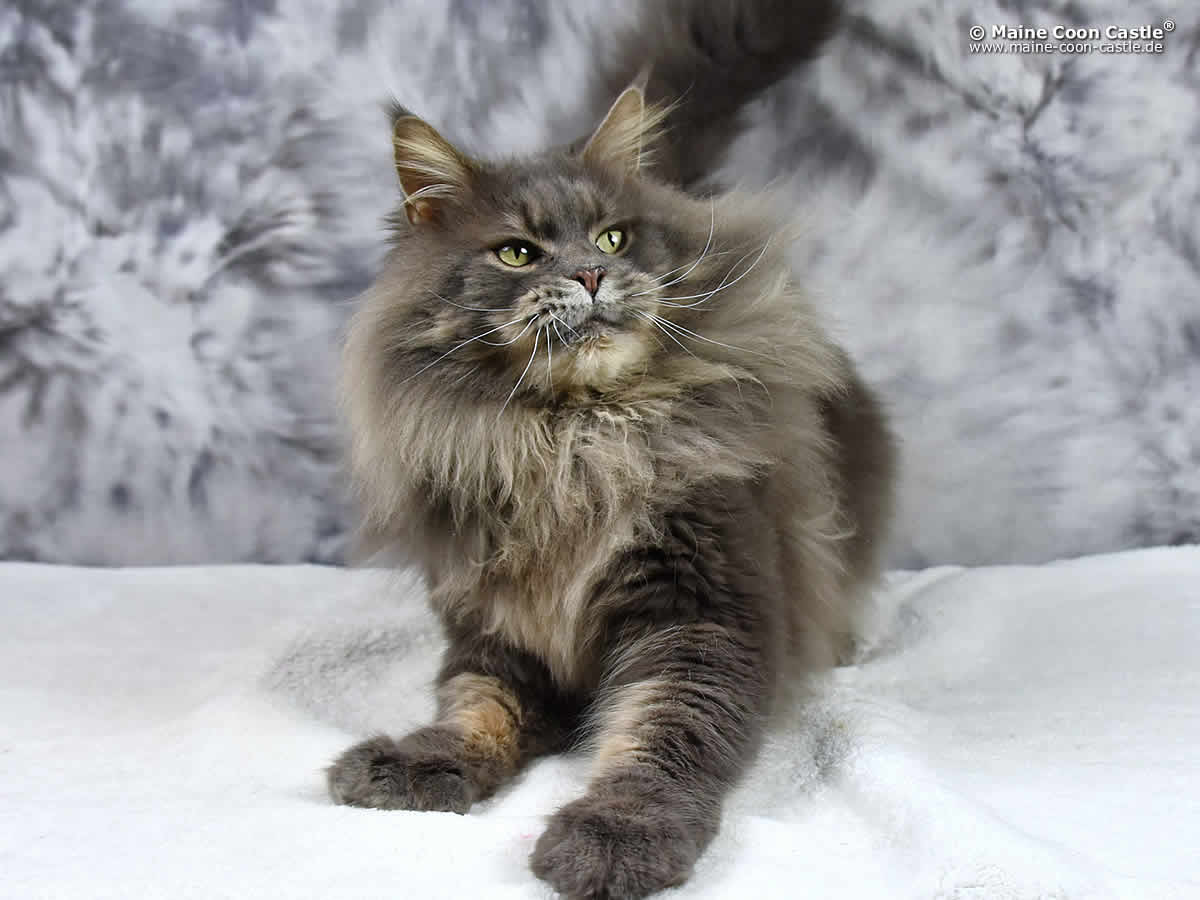 Buddy 5 Jahre 3 Monate Buddy of Maine Coon Castle 5 Jahre 3 Monate