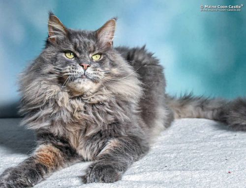 Buddy of Maine Coon Castle Buddy of Maine Coon Castle