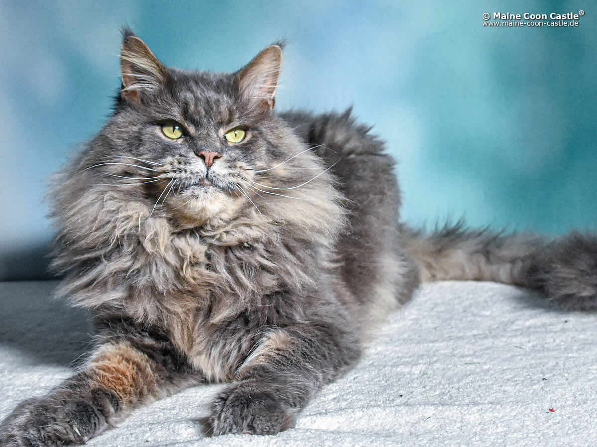Buddy of Maine Coon Castle