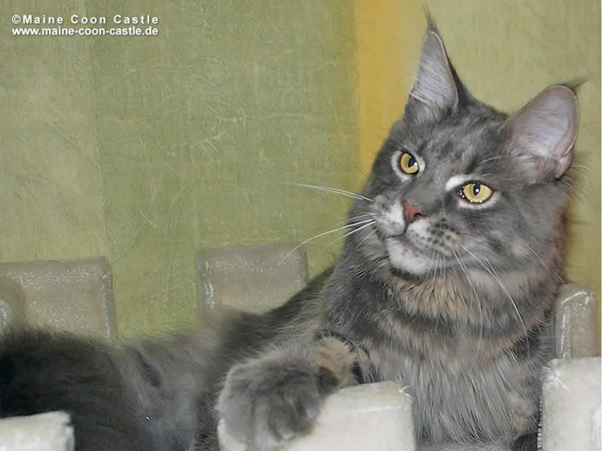 Buddy 7 Monate alt Buddy of Maine Coon Castle 7 Monate