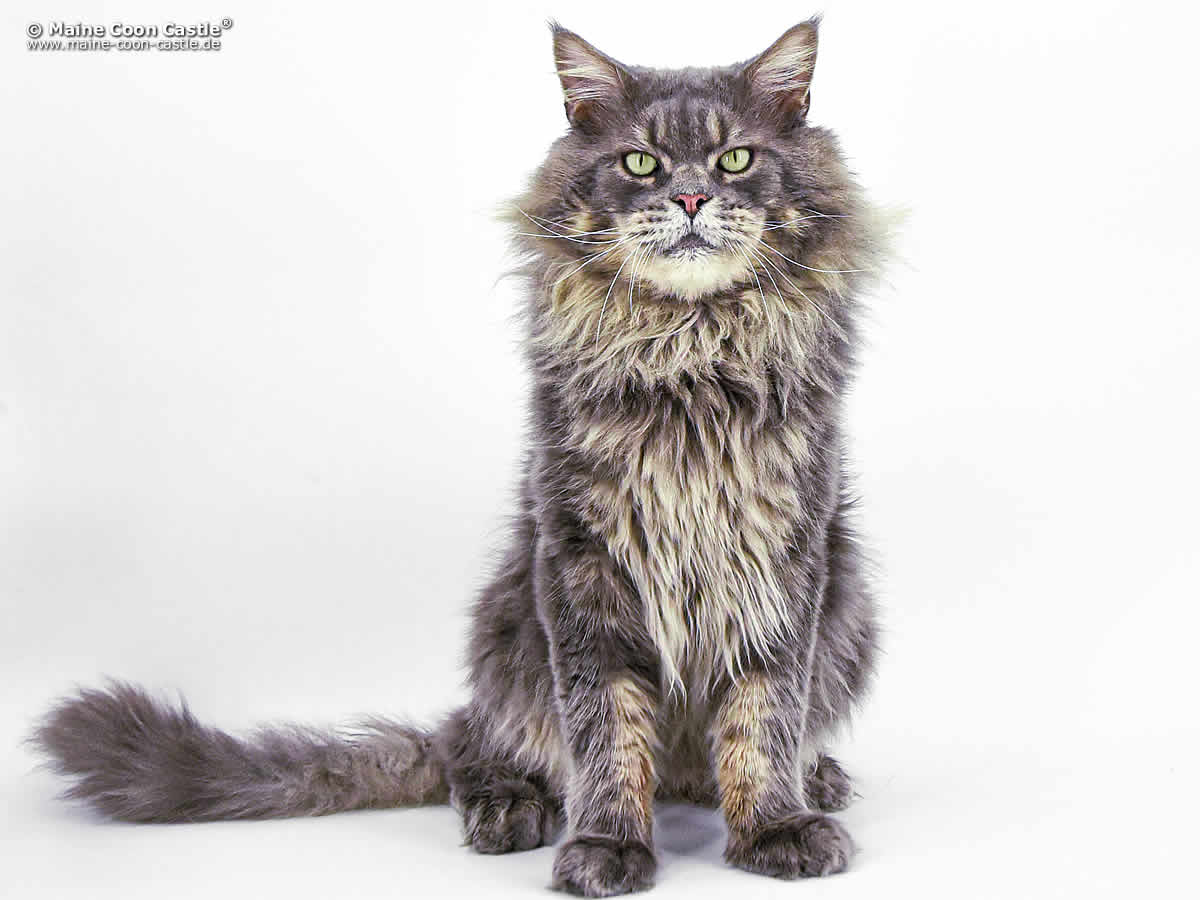 Buddy 9 Jahre 2 Monate alt Maine Coon Kastrat Buddy of Maine Coon Castle 9 Jahre 2 Monate