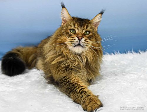 Cobe of Maine Coon Castle Cobe of Maine Coon Castle
