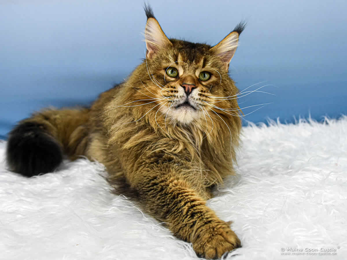 Cobe of Maine Coon Castle