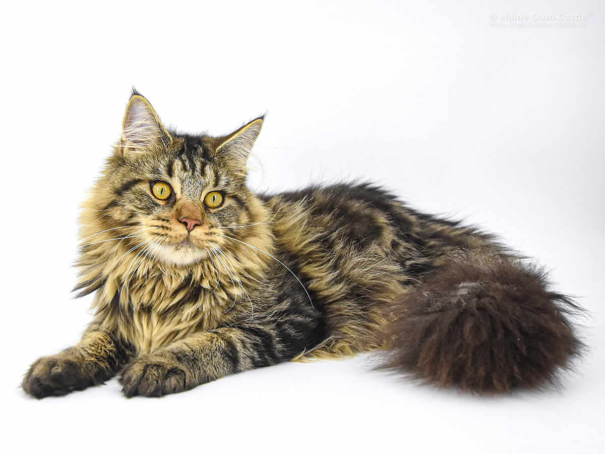 Night Silence Lion Heart 10 Monate Night Silence Lion Heart 10 Monate 1