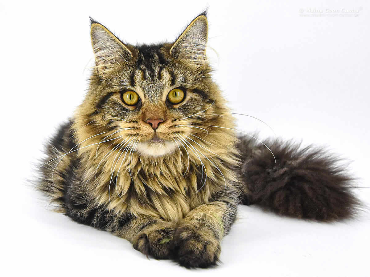 Night Silence Lion Heart 10 Monate Maine Coon Kater Night Silence Lion Heart 10 Monate