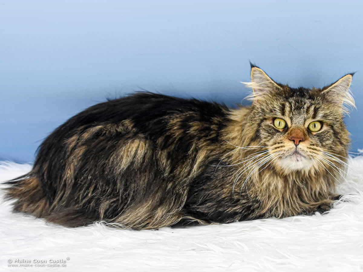 Lion Heart 3 Jahre und 4 Monate alt Maine Coon Kater Night Silence Lion Heart 3 Jahre und 4 Monate alt