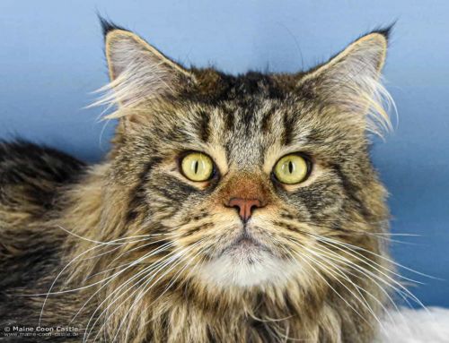 NightSilence Lion Heart