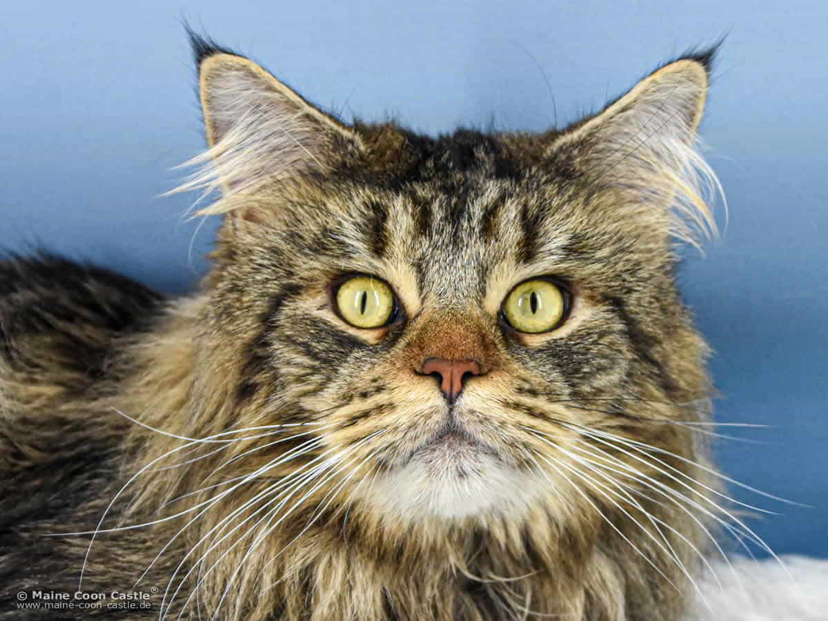 NightSilence Lion Heart NightSilence Lion Heart