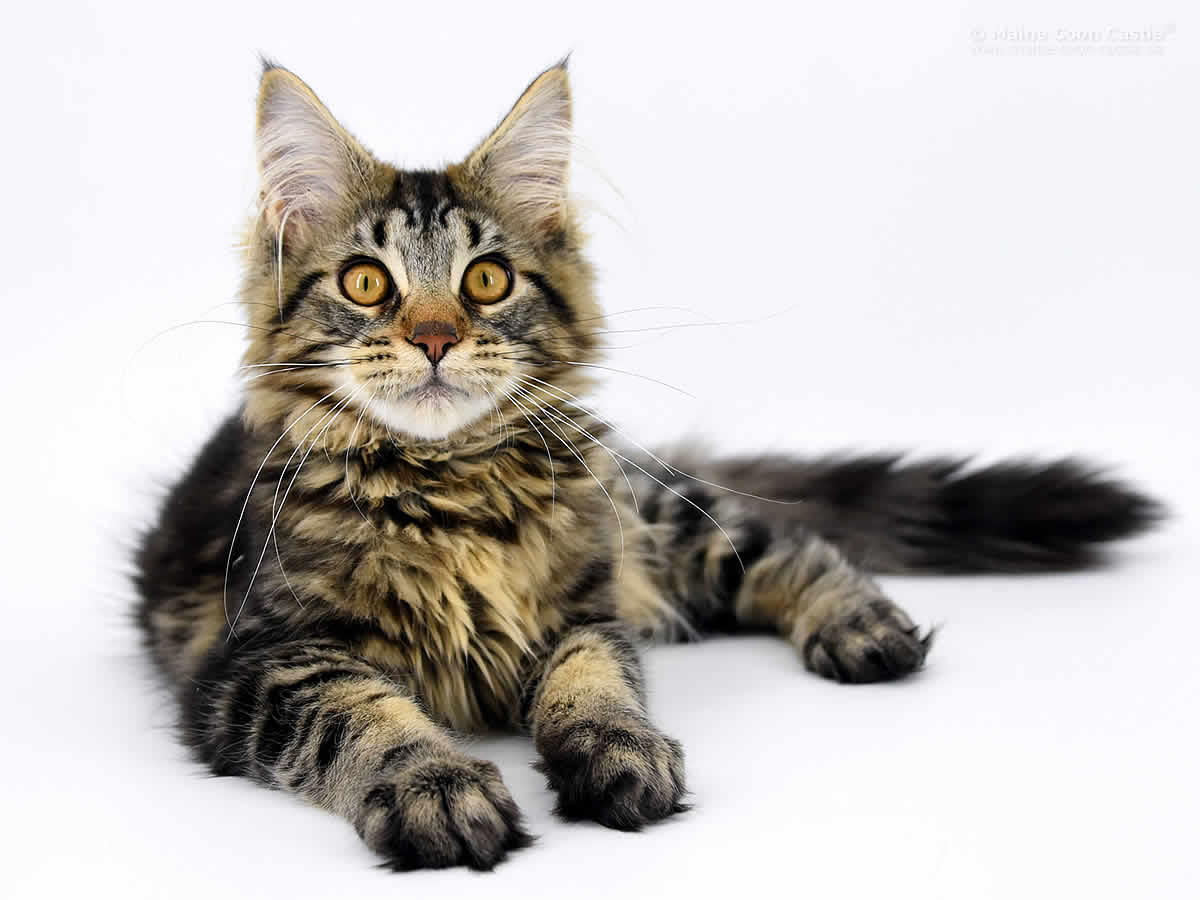 Night Silence Lion Heart 4 Monate Night Silence Lion Heart 4 Monate 1