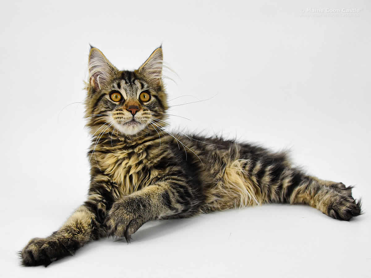 Night Silence Lion Heart 4 Monate Night Silence Lion Heart 4 Monate 2