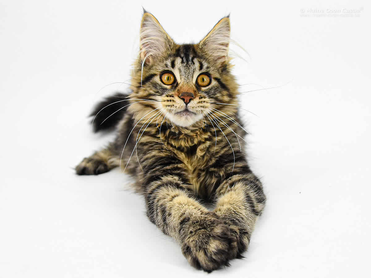 Night Silence Lion Heart 4 Monate Night Silence Lion Heart 4 Monate